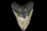 Huge, Fossil Megalodon Tooth - North Carolina #124950-3
